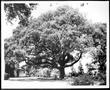 Primary view of [Photograph of the Nancy Jones oak tree in the George Ranch house yard]