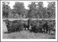 Primary view of [Photograph of a herd of Santa Gertrudis cattle in a pasture on the George Ranch]