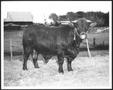 Thumbnail image of item number 1 in: '[Photograph of a Santa Gertrudis bull taken in a pasture on the George Ranch]'.