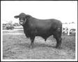 Primary view of [Photograph of a Santa Gertrudis sale bull - full side view]