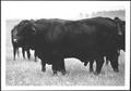 Photograph: [Photograph centers on a bull]