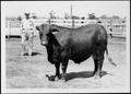 Photograph: [Photograph of a bull in a stock pen with a brand "100" on his left f…