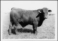 Photograph: [Photograph of a young bull - full length side view]