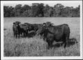 Primary view of [Photograph of six cattle in a pasture on the George Ranch]