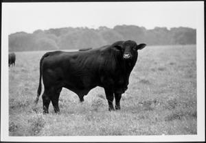 Primary view of object titled '[Photograph ull side view of a bull]'.