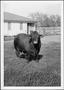 Photograph: [Photograph of a bull in a pasture on the George Ranch]
