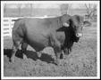 Photograph: [Photograph of a bull in a stock pen on the George Ranch]