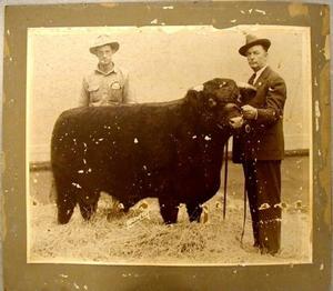 Primary view of object titled '[Photograph of two men showing a dark Shorthorn]'.