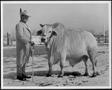 Photograph: [Photograph of a man holding the lead rope to a haltered Brahman bull]