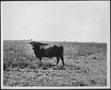 Photograph: [Photograph of a Santa Getrudis cow in a pasture]