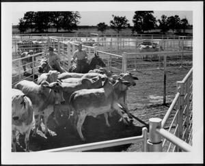 Primary view of object titled '[Photograph of two cowboys working Brahman cattle on the George Ranch]'.