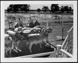 Thumbnail image of item number 1 in: '[Photograph of two cowboys working Brahman cattle on the George Ranch]'.