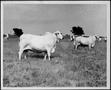 Photograph: [Photograph of Brahman cattle in a pasture on the George Ranch]