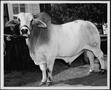 Primary view of [Photograph of a white Brahman bull with a "circle" brand on the back upper leg]