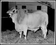 Photograph: [Photograph of a white Brahman bull with a "93" brand - full side vie…