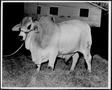 Primary view of [Photograph of a white Brahman bull with a "93" brand - full side view]