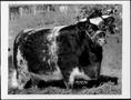 Photograph: [Photograph of a black and white Short Horn Steer]