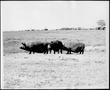 Thumbnail image of item number 1 in: '[Photograph of three hogs in a pasture]'.
