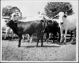 Photograph: [Photograph of two black calves in a stock pen with five Brahman cows]