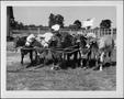 Photograph: [Photograph of six haltered cows harnessed together by ropes]
