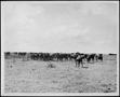 Photograph: [Photograph of a herd of cattle passing through a gap in a fence]