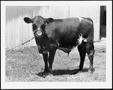 Primary view of [Photograph of a black and white steer]