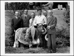 Primary view of object titled '[Photograph of the Reserve Grand Short Horn Steer at the Houston Fat Stock Show]'.