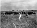 Photograph: [Picture of a herd of cattle and cowboys]