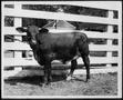 Primary view of [Photograph of a "Prize cross breed at George Ranch - 1960"]