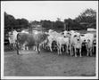 Photograph: [Photograph of eleven Brahman cattle in a stock pen]