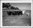 Photograph: [Photograph of six dark colored cattle and one white Brahman]