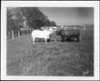 Thumbnail image of item number 1 in: '[Photograph of a Brahman facing a dark colored bull in a pasture]'.