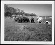Photograph: [Photograph of six cattle in a pasture on the George Ranch]