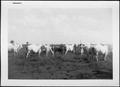 Primary view of [Photograph of Brahman cows and calves in a pasture]