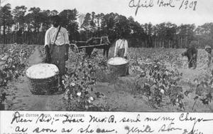 Primary view of object titled '[Men in a Cotton Field]'.