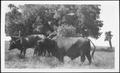 Photograph: [Photograph of cattle in a pasture on the George Ranch]