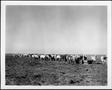 Primary view of [Photograph of a herd of Brahman cattle near wooden feeding troughs in a pasture]