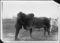 Primary view of [Photograph of a man hugging a Brahman bull]