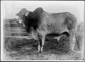 Thumbnail image of item number 1 in: '[A Brahman bull  facing left of photo]'.
