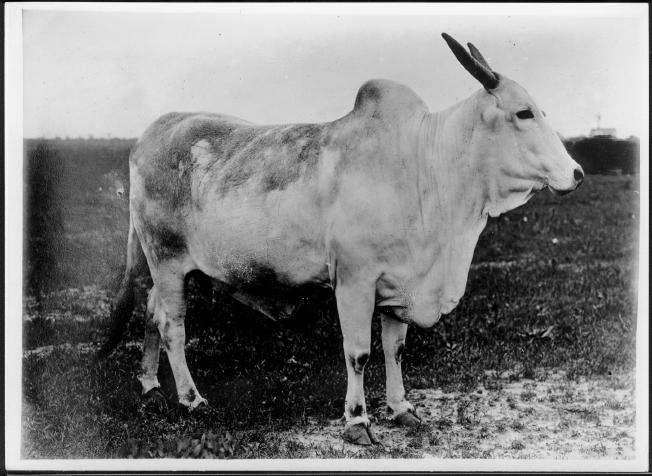 [Photograph of a Brahman cow (facing right of photo)]
                                                
                                                    [Sequence #]: 1 of 1
                                                