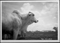 Primary view of [A close view of Brahman cattle in a pasture on the George Ranch]