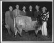 Primary view of [Jean Kiger, Albert Peyton George, a champion steer, and four other men]