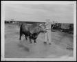 Primary view of [Photograph of holding the halter to a Santa Gertrudis bull]