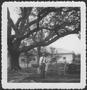 Thumbnail image of item number 1 in: '[Mr. Albert George standing in the George ranch yard]'.