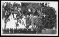 Primary view of [Large group of men standing beneath moss covered oak trees at Camp George]