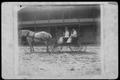 Photograph: [Surrey with four occupants being pulled by a white horse]