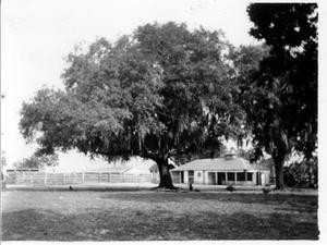 Primary view of object titled '[A large tree in the George house backyard]'.