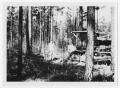 Thumbnail image of item number 1 in: '[A Boy Stands in the Woods]'.