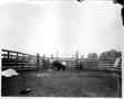 Photograph: [Photograph of four men in a large wooden pen with a bull]