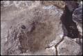 Photograph: [Human Footprint in Limestone 1]